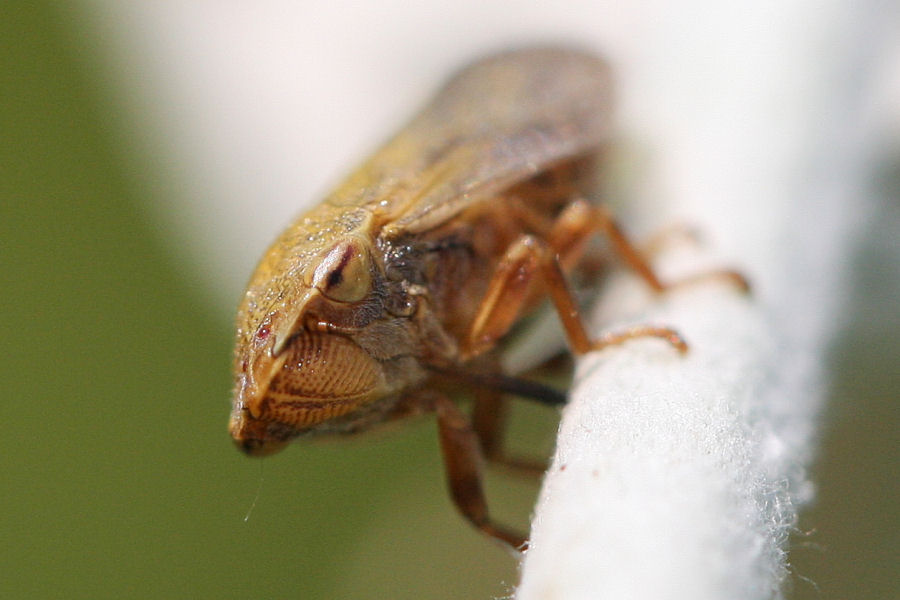 Aphrophora salicina