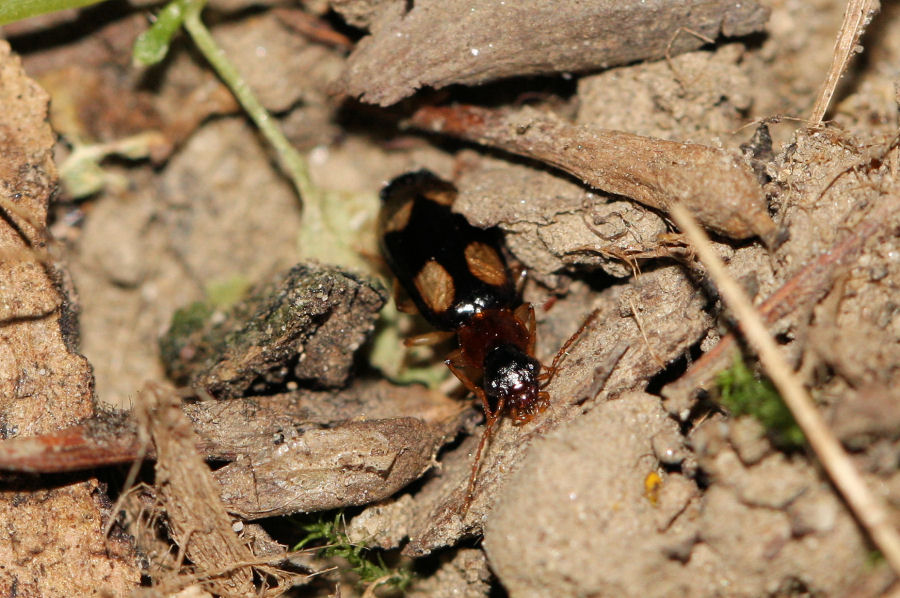 Dromius quadrimaculatus, Carabidae