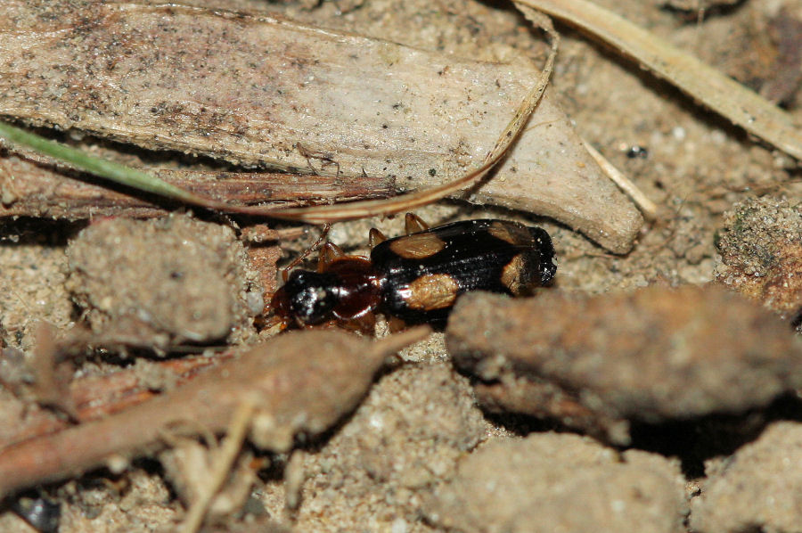 Dromius quadrimaculatus, Carabidae