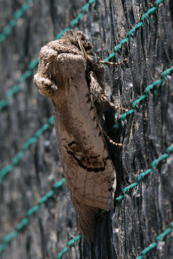 Falena da id. - Parahypopta caestrum