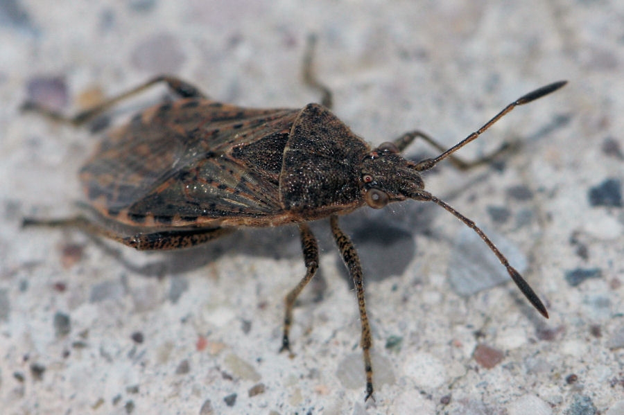 Rhopalidae: Stictopleurus a confronto