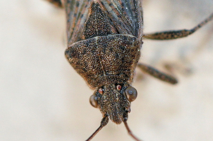 Rhopalidae: Stictopleurus a confronto