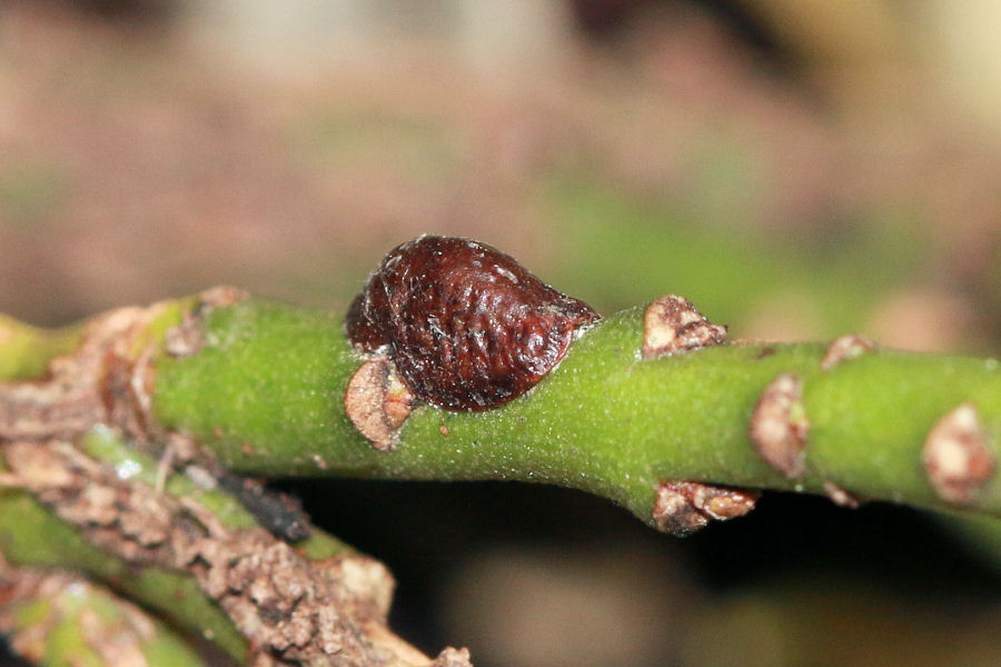 Coccidae da id.