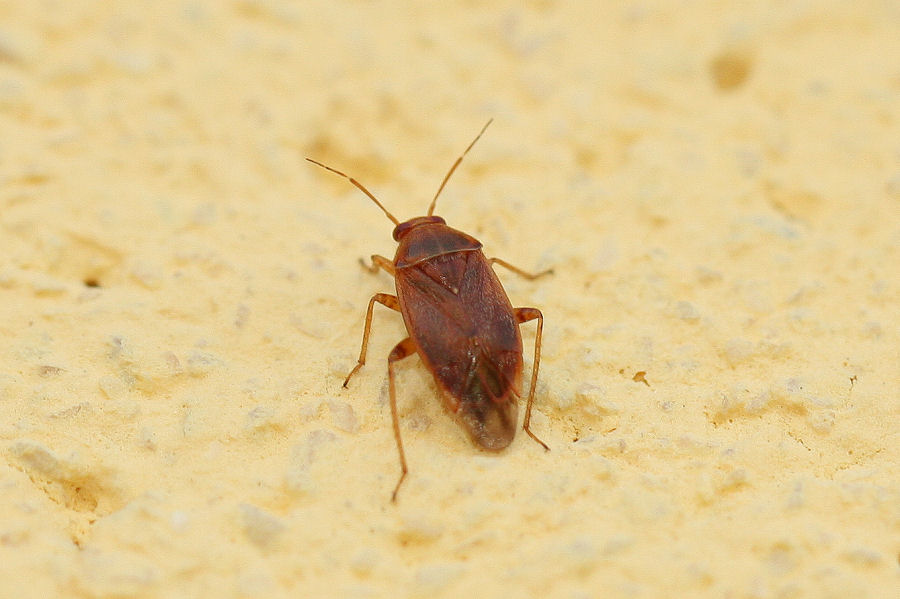 Miridae: Agnocoris reclairei dell''Emilia (BO)