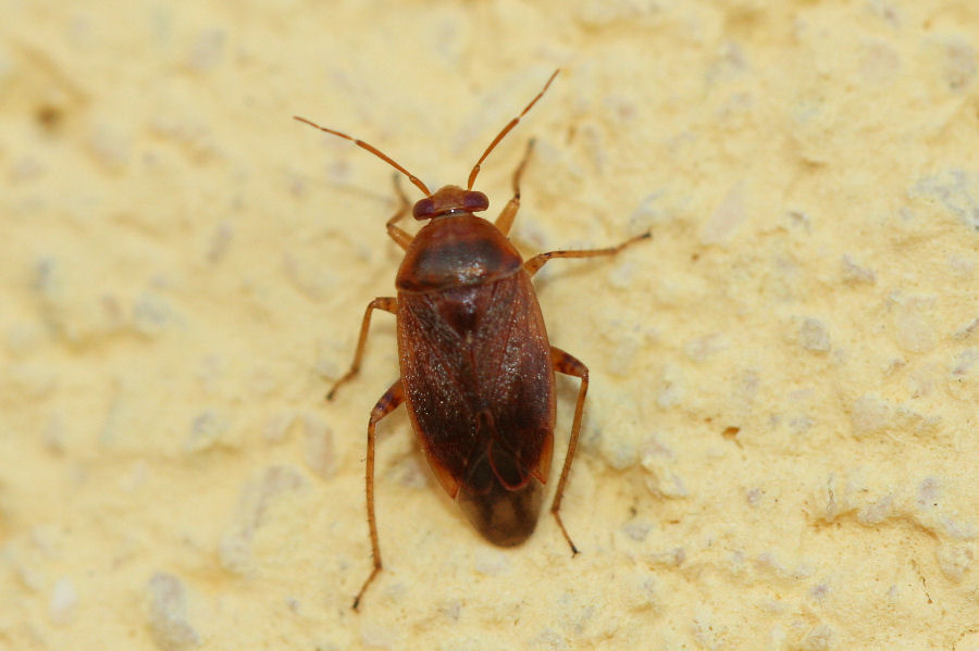 Miridae: Agnocoris reclairei dell''Emilia (BO)