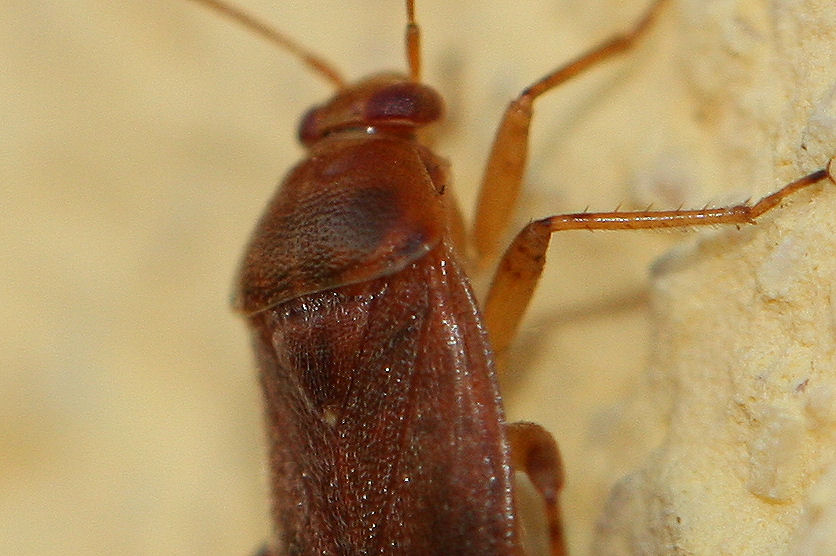 Miridae: Agnocoris reclairei dell''Emilia (BO)