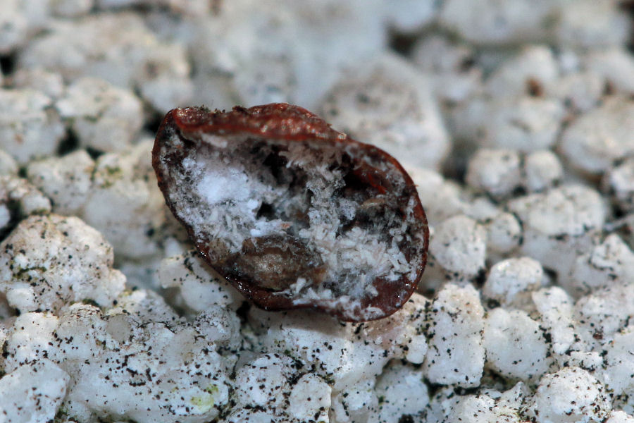 Coccidae da id.
