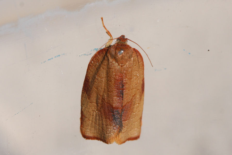 Nozze sulla menta del terrazzo: Cacoecimorpha pronubana