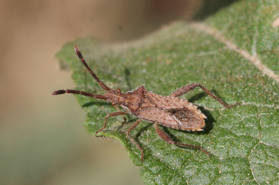 Coreidae: Coriomeris affinis di Romagna (RA)