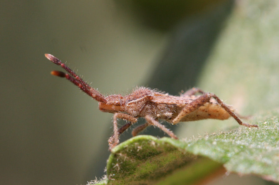 Coreidae: Coriomeris affinis di Romagna (RA)