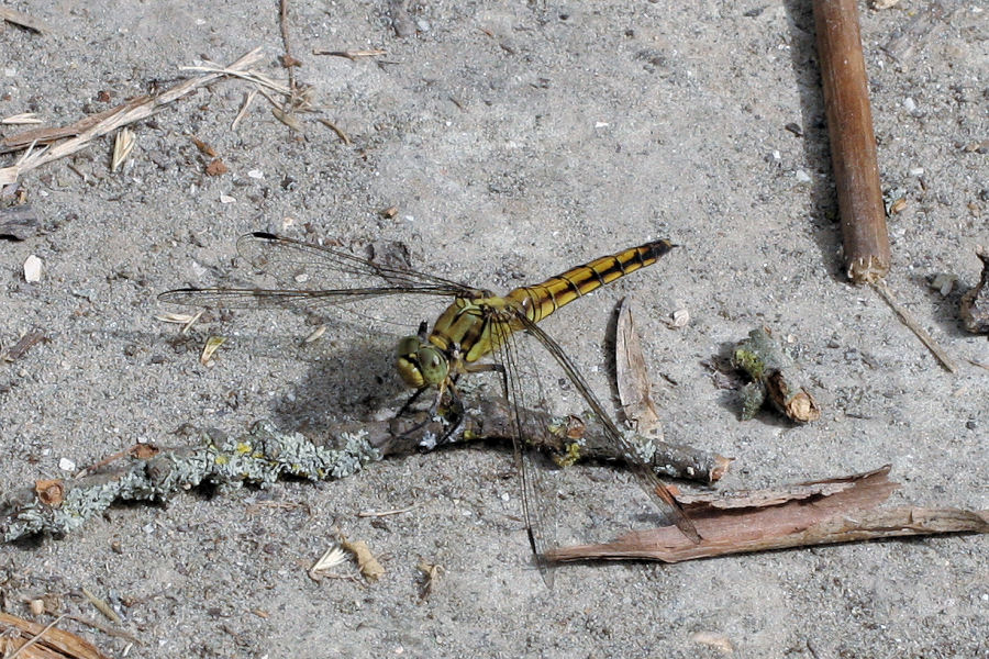 Orthetrum cancellatum?