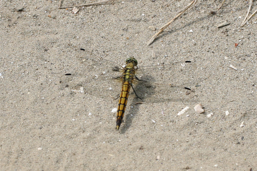 Orthetrum cancellatum?
