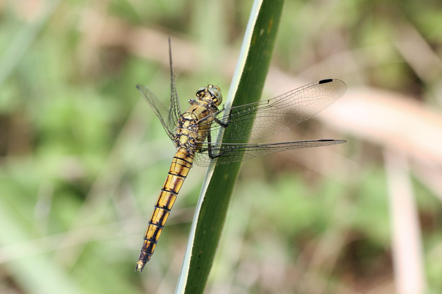 Orthetrum cancellatum?
