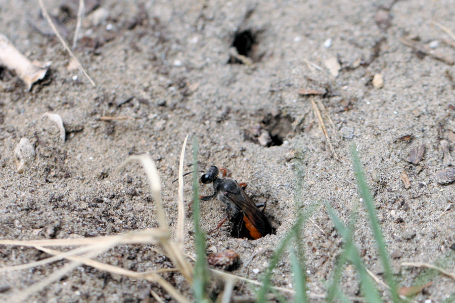 Sphex funerarius, Sphecidae, che dissimula il nido