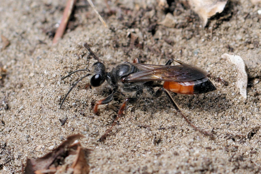 Sphex funerarius, Sphecidae, che dissimula il nido