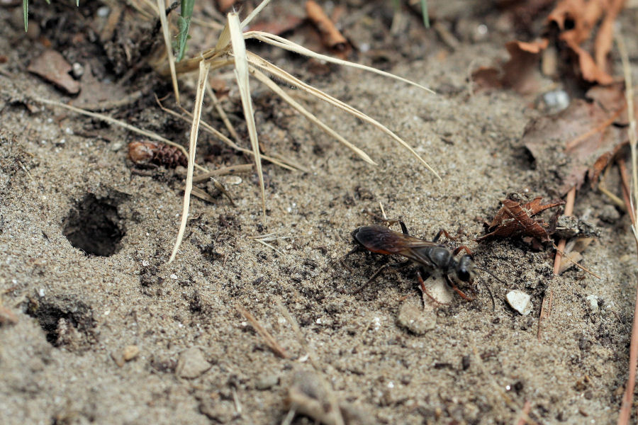 Sphex funerarius, Sphecidae, che dissimula il nido