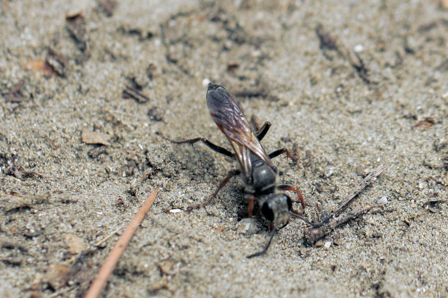 Sphex funerarius, Sphecidae, che dissimula il nido