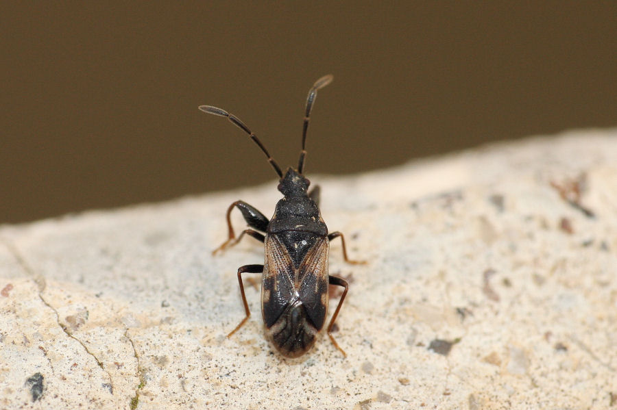 Lygaeidae: Taphropeltus contractus dell''Emilia