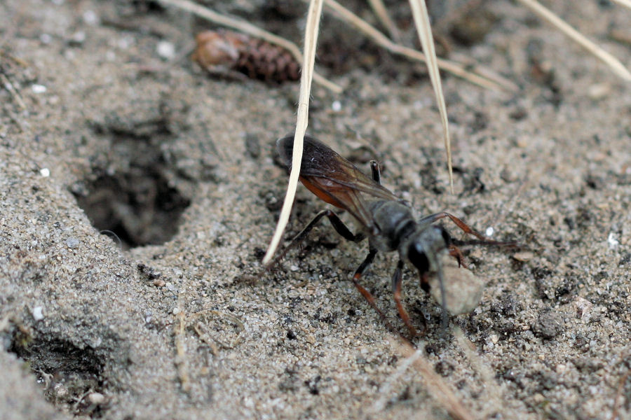 Sphex funerarius, Sphecidae, che dissimula il nido