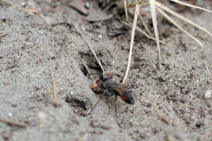 Sphex funerarius, Sphecidae, che dissimula il nido