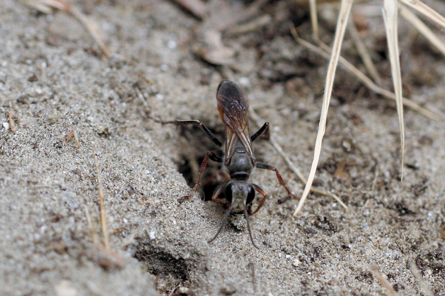 Sphex funerarius, Sphecidae, che dissimula il nido