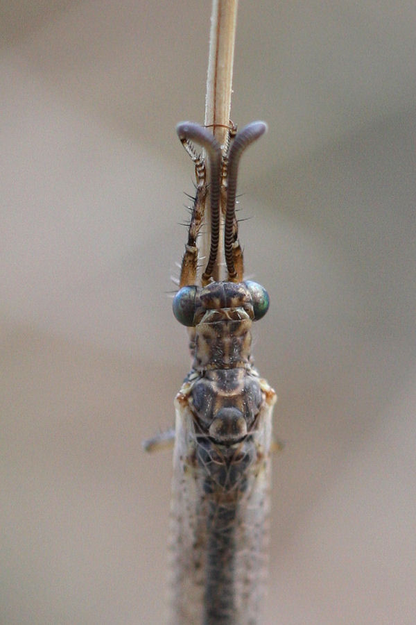 Formicaleone: Creoleon plumbeus ? - S