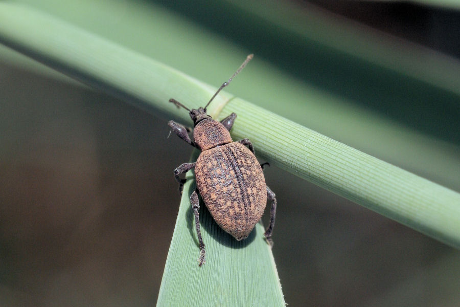 Otiorhynchus armadillo