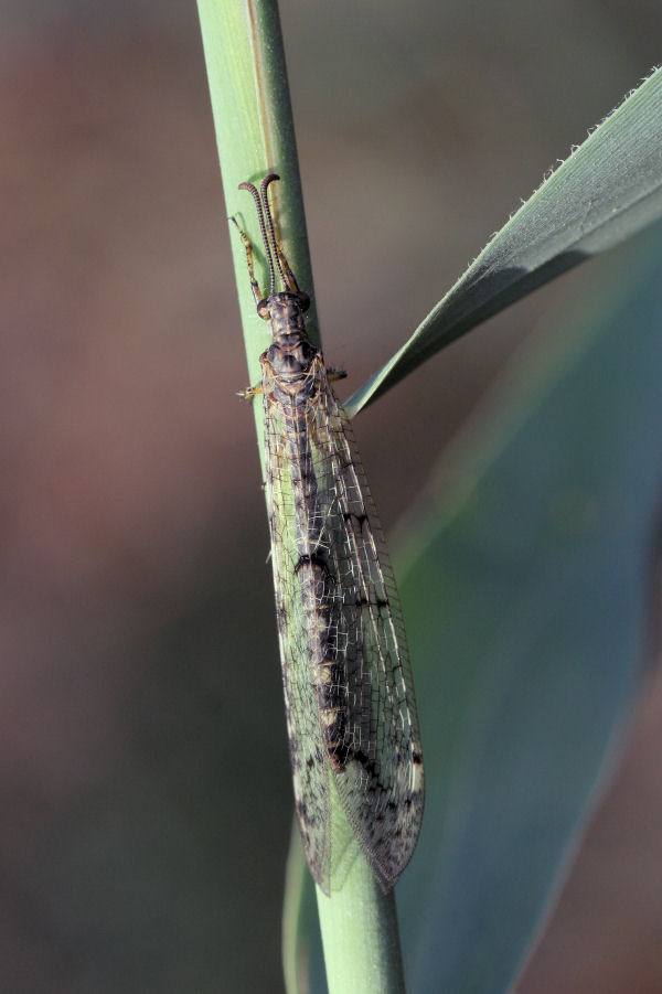 Formicaleone: Distoleon tetragrammicus