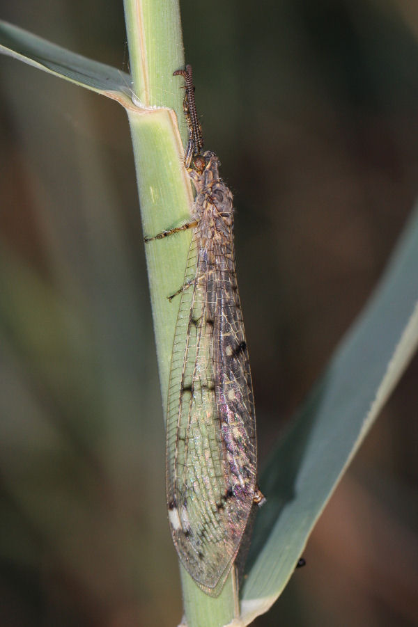 Formicaleone: Distoleon tetragrammicus