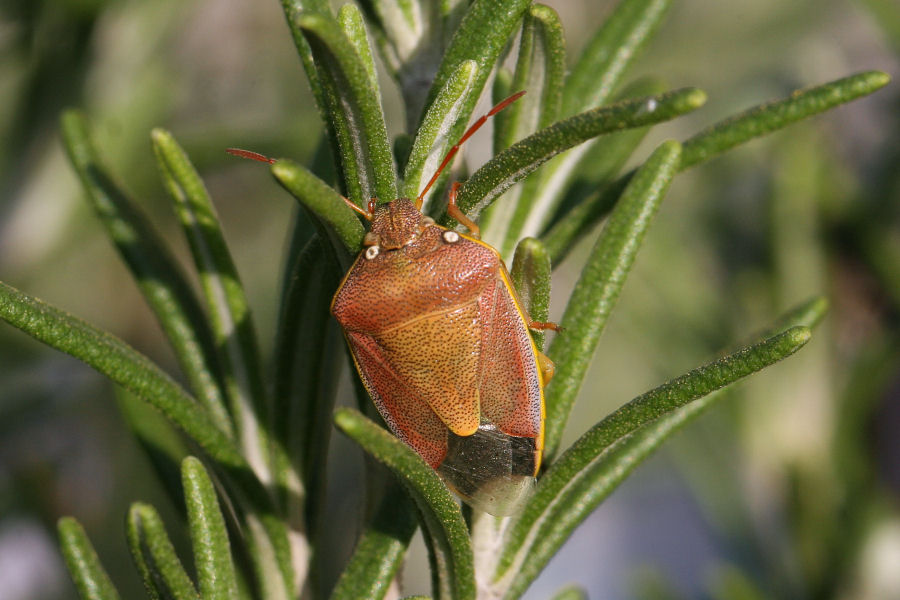 Pentatomidae: Piezodorus lituratus