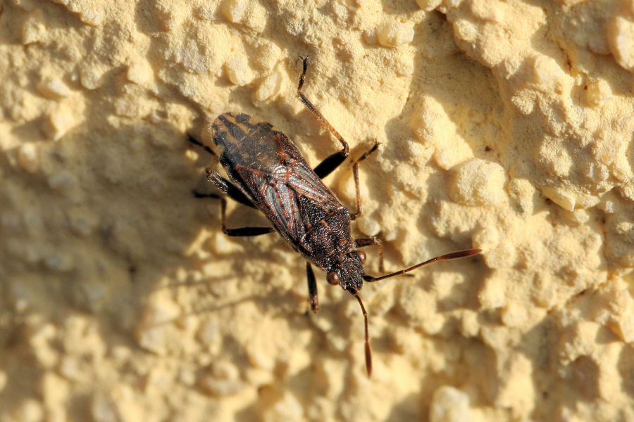 Rhopalidae: Stictopleurus a confronto