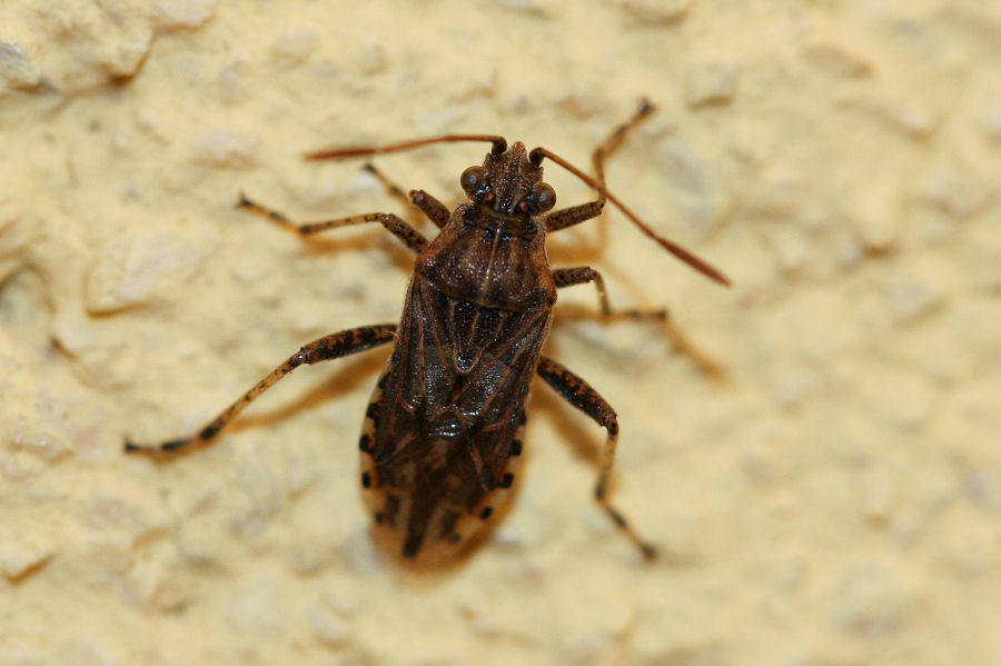 Rhopalidae: Stictopleurus a confronto