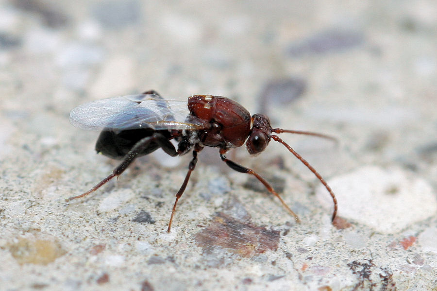 Callaspidia sp., Cynipoideo fam. Figitidae