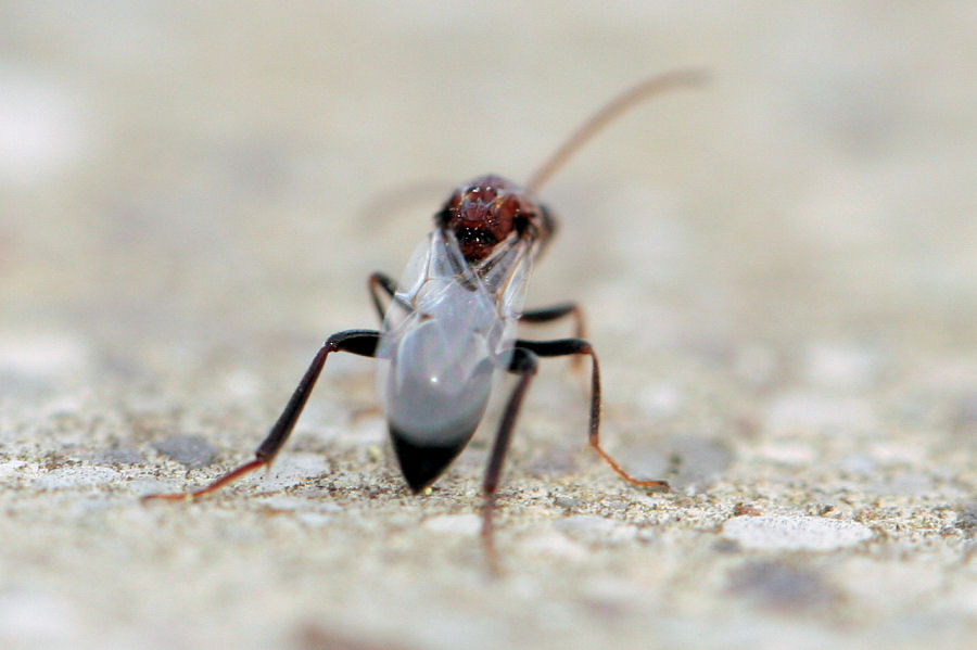 Callaspidia sp., Cynipoideo fam. Figitidae