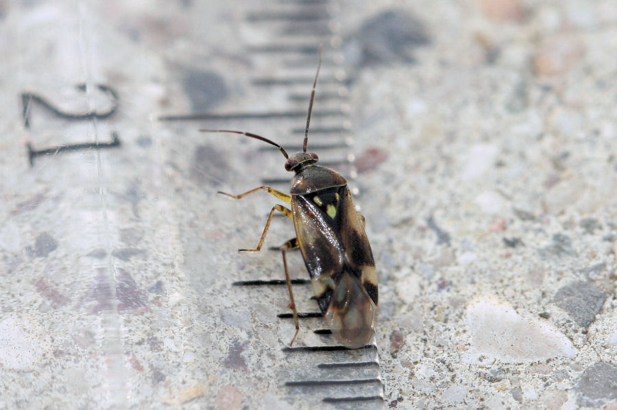 Miridae: Orthops cfr. basalis