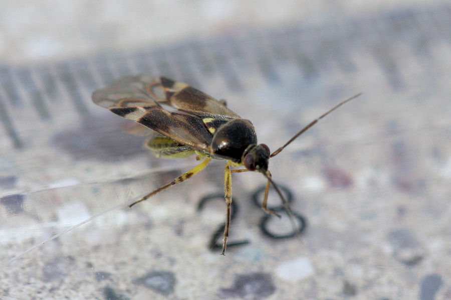 Miridae: Orthops cfr. basalis