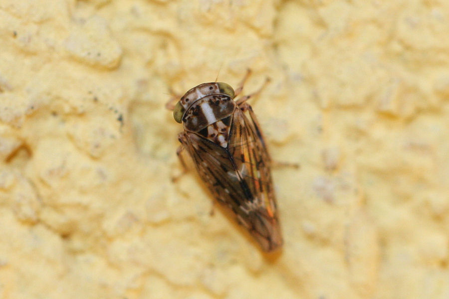 Cicadellidae idiocerinae: Stenidiocerus poecilus