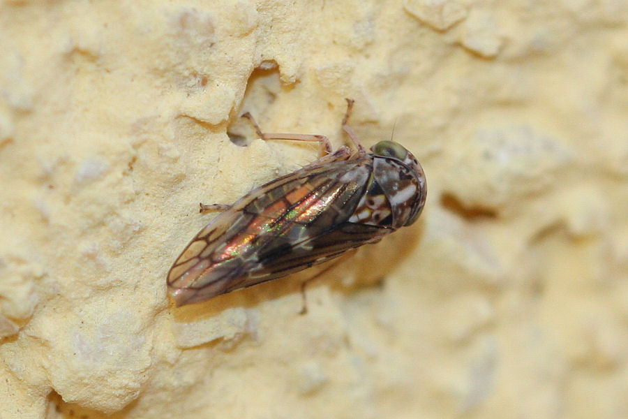 Cicadellidae idiocerinae: Stenidiocerus poecilus