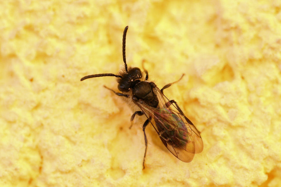 Piccolo apidae peloso:  Andrena sp., maschio (Apidae Andreninae)
