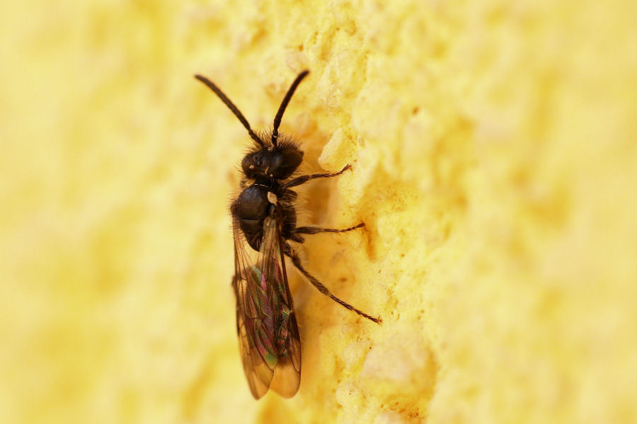 Piccolo apidae peloso:  Andrena sp., maschio (Apidae Andreninae)