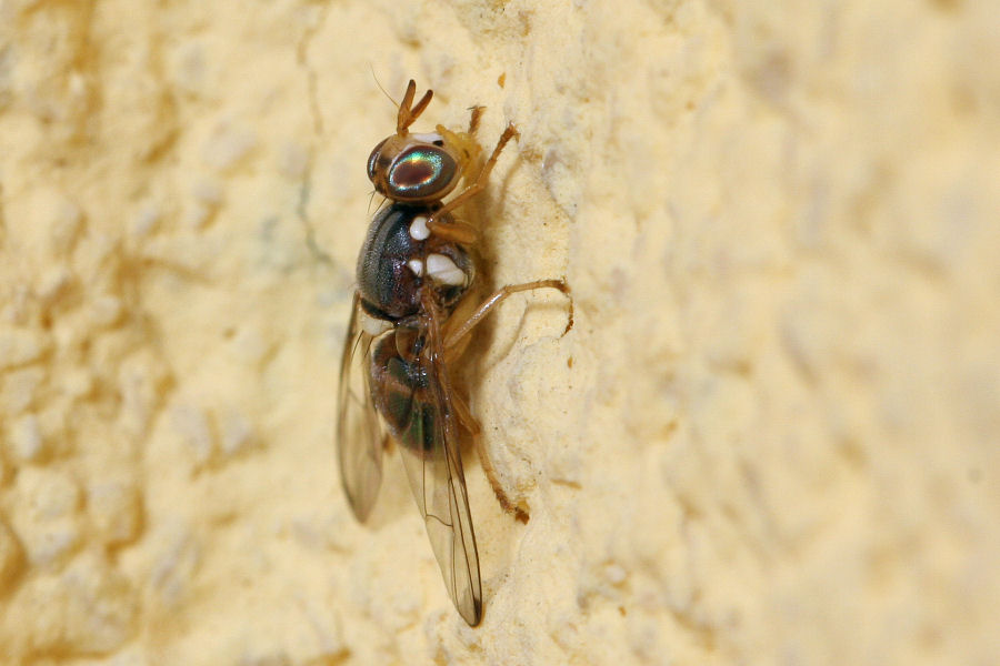 Piccolo gioiello: Bactrocera oleae (Tephritidae)