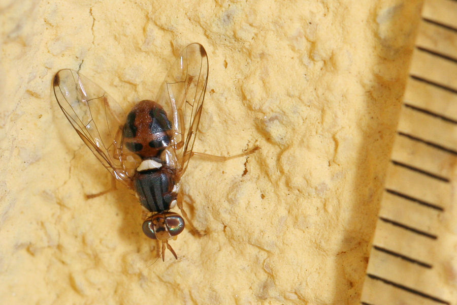 Piccolo gioiello: Bactrocera oleae (Tephritidae)