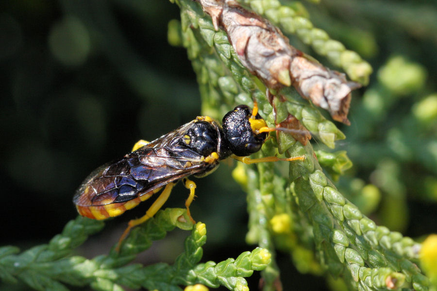 Pamphiliidae da identificare: Neurotoma saltuum