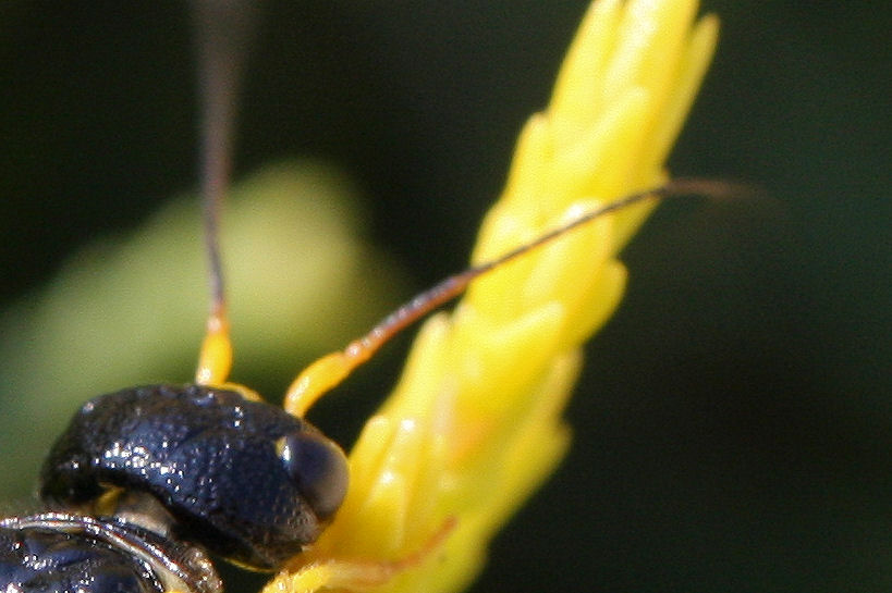 Pamphiliidae da identificare: Neurotoma saltuum