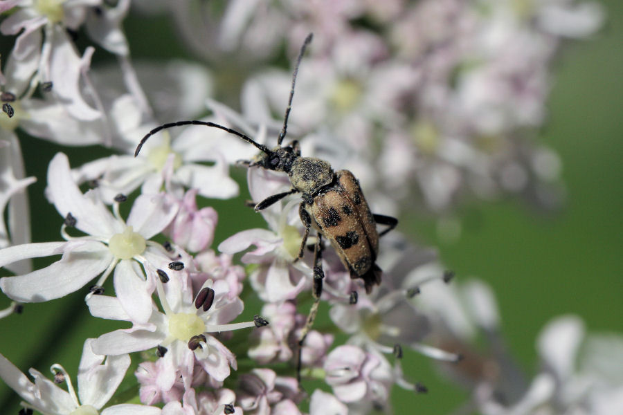 Cerambycidae: Pachytodes cerambyciformes ?