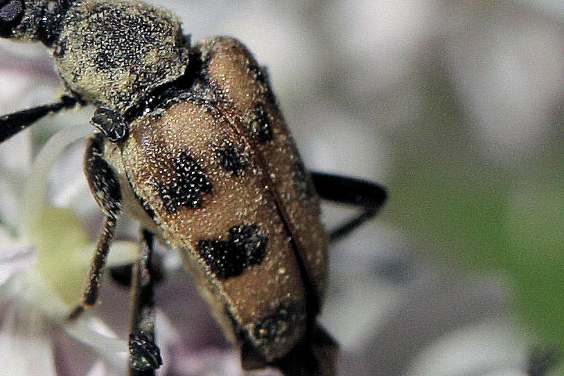 Cerambycidae: Pachytodes cerambyciformes ?
