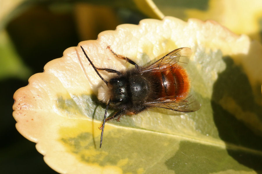 Osmia cornuta: Costruzione nido e nuova generazione