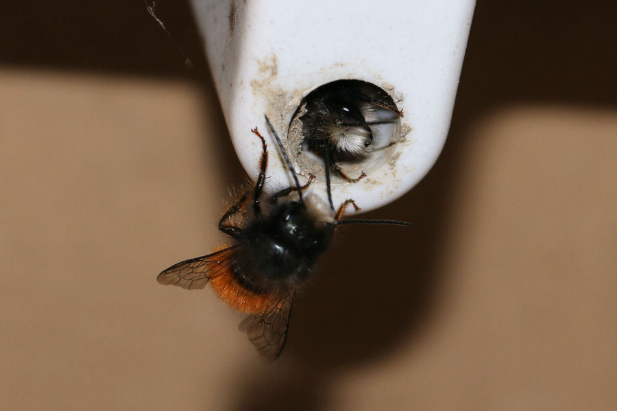 Osmia cornuta: Costruzione nido e nuova generazione