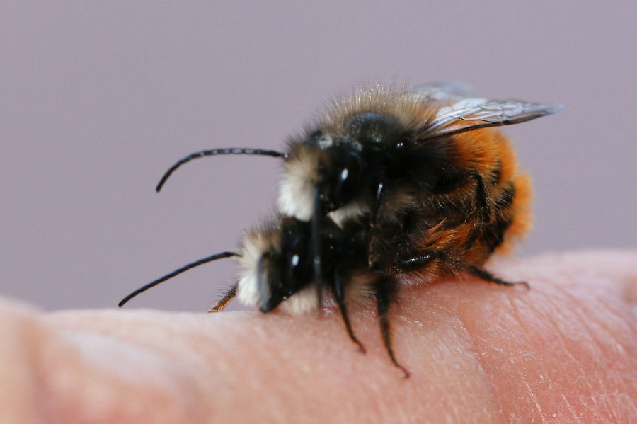 Osmia cornuta: Costruzione nido e nuova generazione