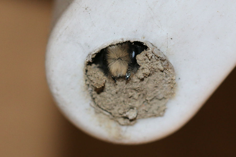 Osmia cornuta: Costruzione nido e nuova generazione